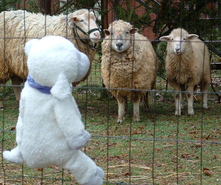 x Sheep visiting Sheep.jpg